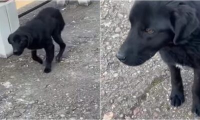 video: un câine bolnav aflat în gara din teiuș, salvat