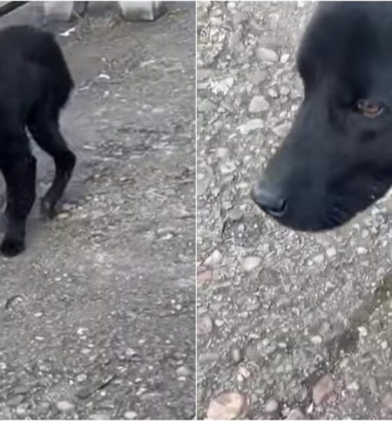 video: un câine bolnav aflat în gara din teiuș, salvat