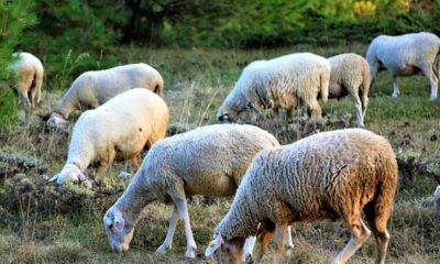 apia: crescătorii de ovine pot depune cereri pentru acordarea unui