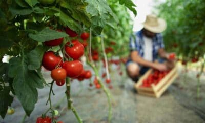 program pentru ÎncĂlzirea serelor: ministrul agriculturii vrea prima butelie și