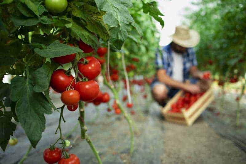 program pentru ÎncĂlzirea serelor: ministrul agriculturii vrea prima butelie și