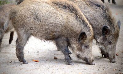 wild boar 4787575 1280.jpg