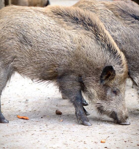 wild boar 4787575 1280.jpg