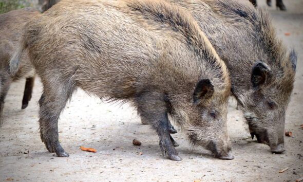 wild boar 4787575 1280.jpg