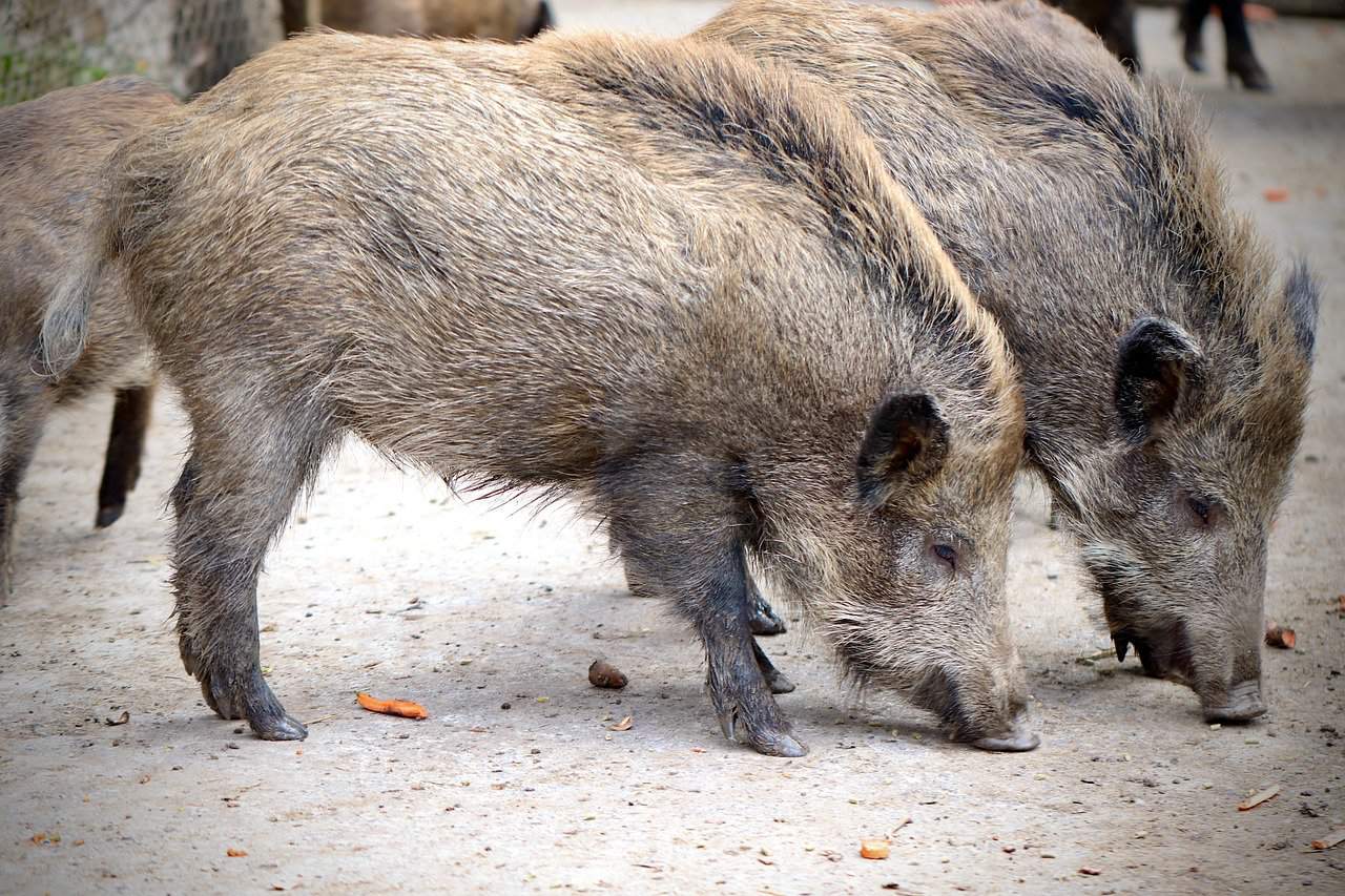 wild boar 4787575 1280.jpg