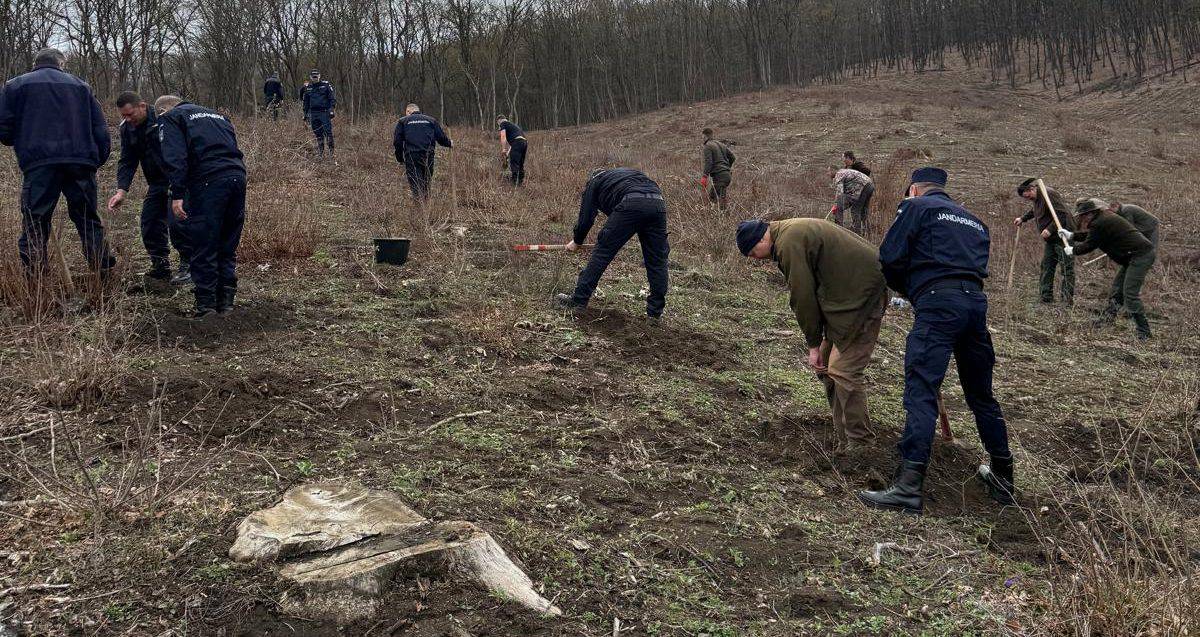 acțiune de reîmpădurire la alba, dedicată zilei jandarmeriei române