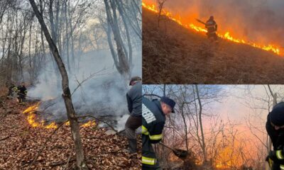 isu alba: peste 100 de hectare de vegetație și pădure