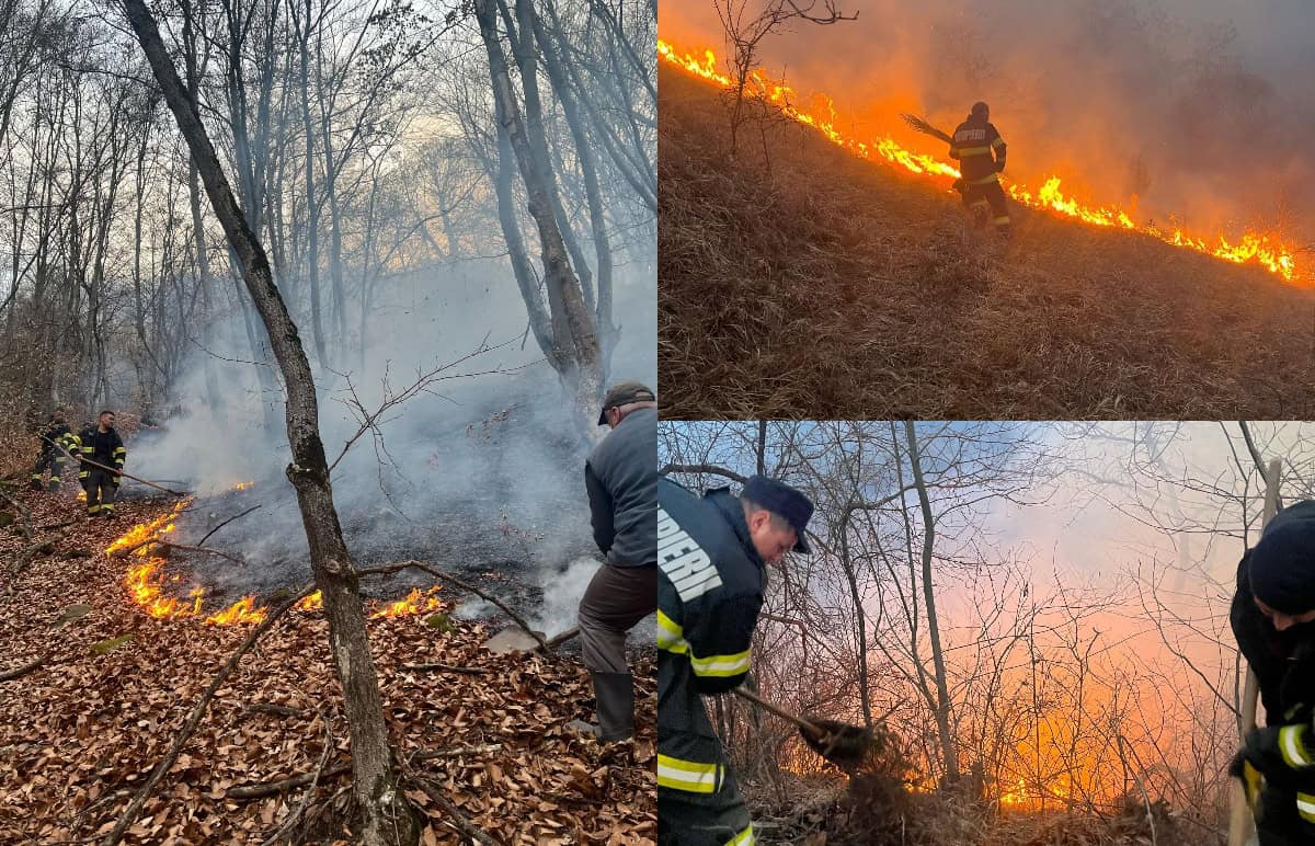 isu alba: peste 100 de hectare de vegetație și pădure