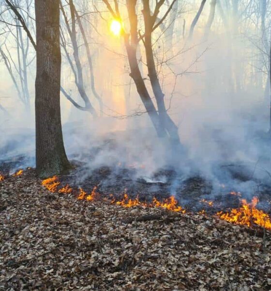 incendiu de vegetație în valea bistrii: focul a cuprins aproape