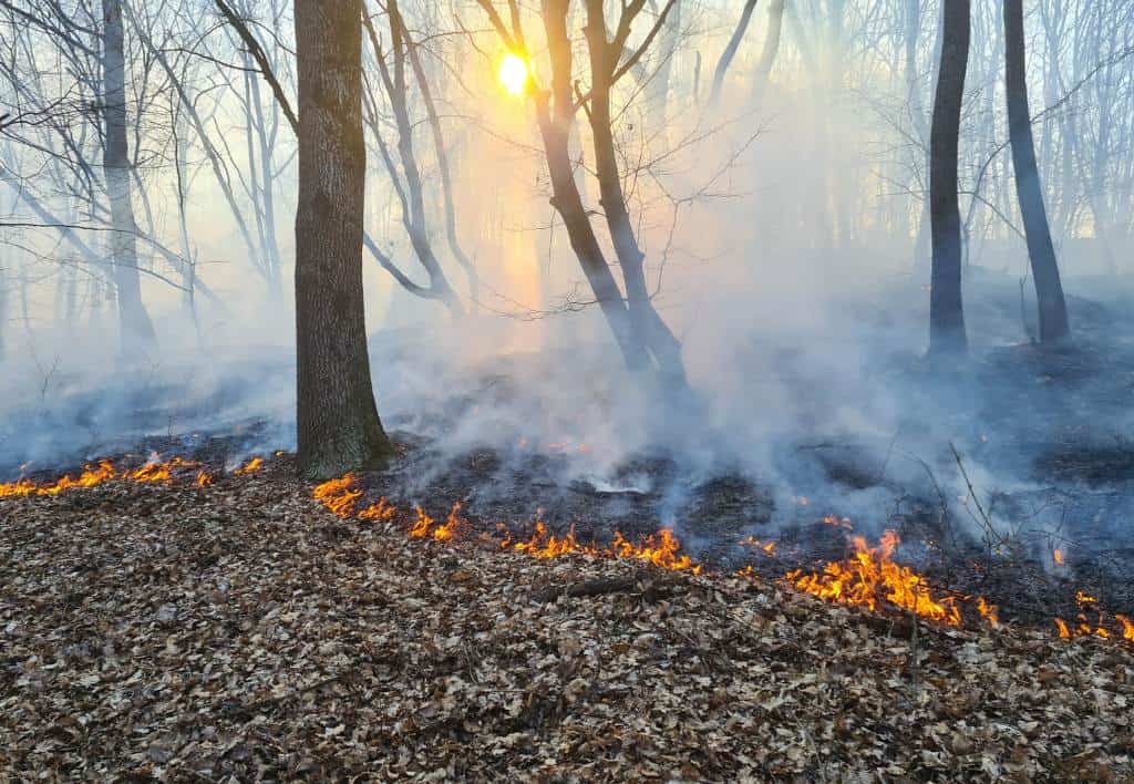 incendiu de vegetație în valea bistrii: focul a cuprins aproape