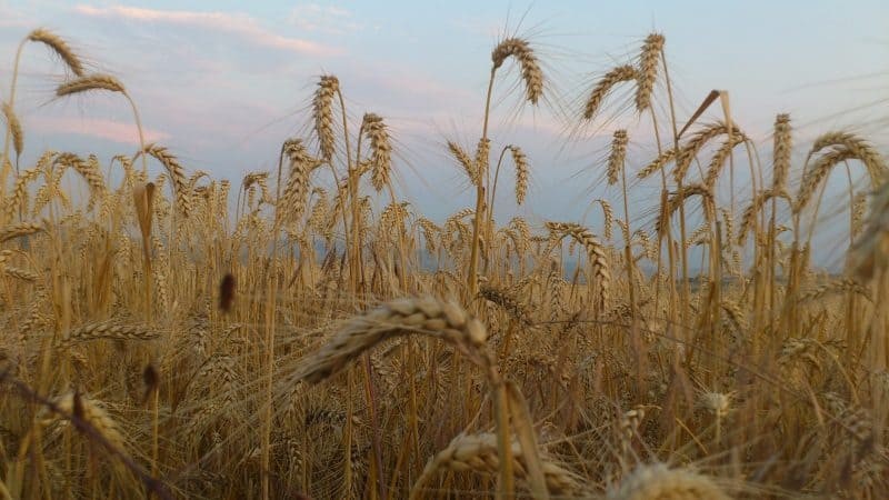 prețuri medii în alba pentru produsele agricole, utilizate în calculul