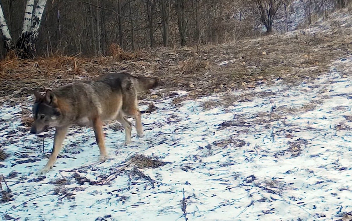 video: imagini rare cu o lupoaică gestantă, urmată de lup,