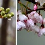 vremea în alba în săptămâna 24 – 30 martie: vreme