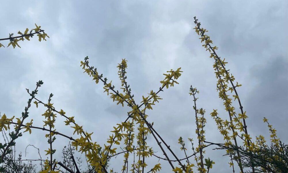 vremea în alba în săptămâna 31 martie – 6 aprilie: