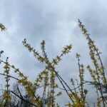 vremea în alba în săptămâna 31 martie – 6 aprilie: