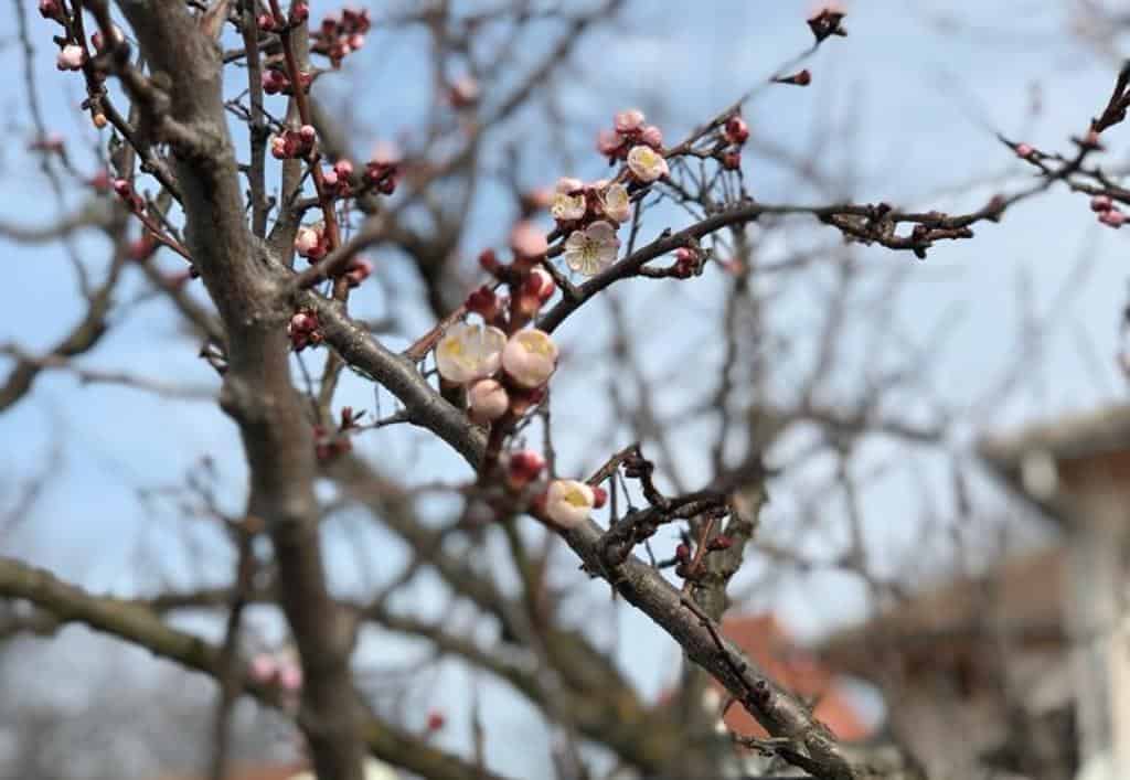 vremea în românia până în 7 aprilie: temperaturi mai ridicate