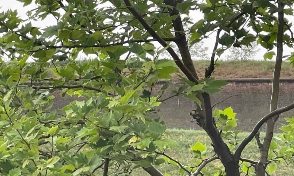 vremea în alba în săptămâna 28 aprilie – 4 mai.