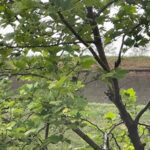 vremea în alba în săptămâna 28 aprilie – 4 mai.