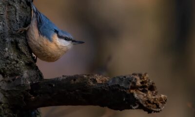 10 mai: ziua păsărilor și a arborilor în românia. această