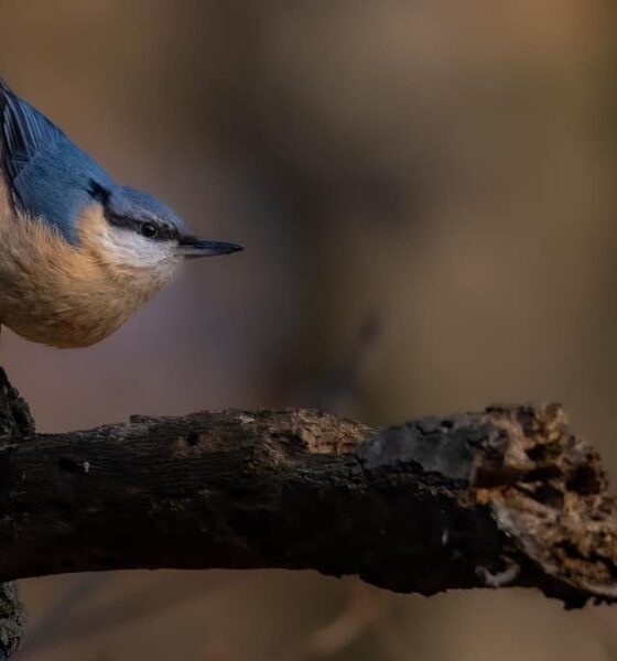 10 mai: ziua păsărilor și a arborilor în românia. această