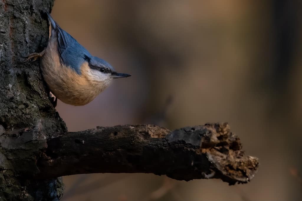 10 mai: ziua păsărilor și a arborilor în românia. această