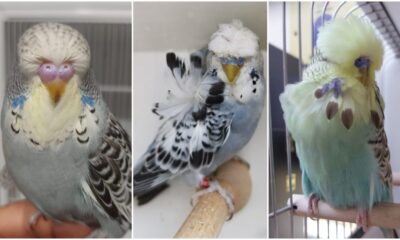 atracție în plus la grădina zoologică din sibiu, în weekendul