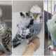atracție în plus la grădina zoologică din sibiu, în weekendul