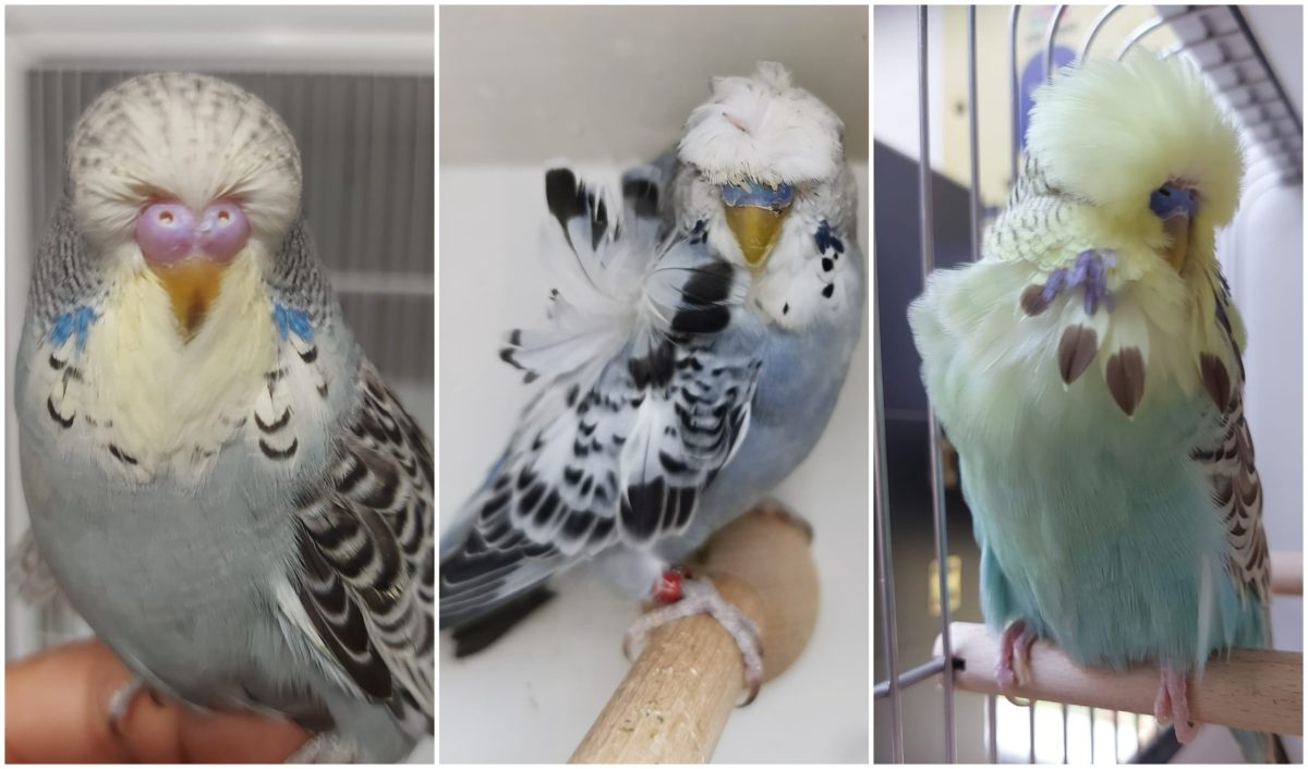 atracție în plus la grădina zoologică din sibiu, în weekendul