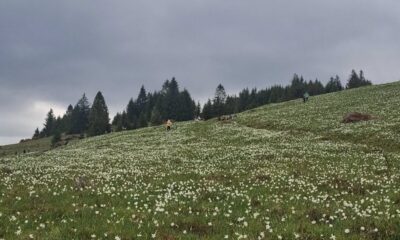 este covor de flori albe în munții apuseni. când are
