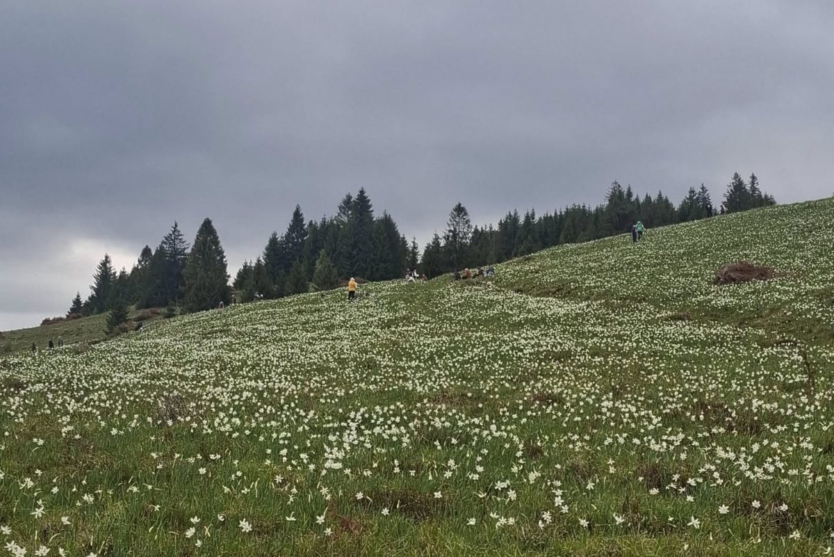 este covor de flori albe în munții apuseni. când are