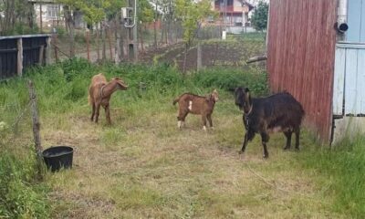 un ied jucăuș, căzut într o fântână dezafectată, a fost salvat
