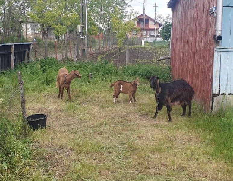 un ied jucăuș, căzut într o fântână dezafectată, a fost salvat