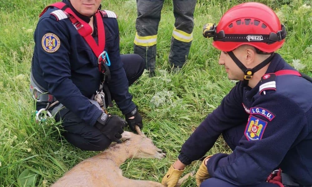 foto: un căprior căzut într un puț adânc de peste trei