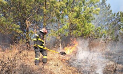 incendiu de vegetație uscată, în comuna bistra. intervin pompierii din