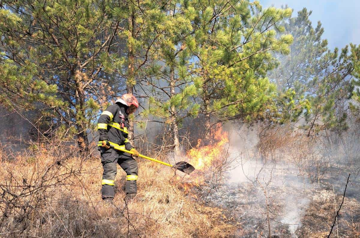 incendiu de vegetație uscată, în comuna bistra. intervin pompierii din