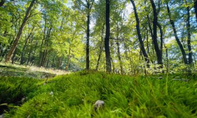 locuri faine din alba: cheile râmețului cu peisaje spectaculoase și