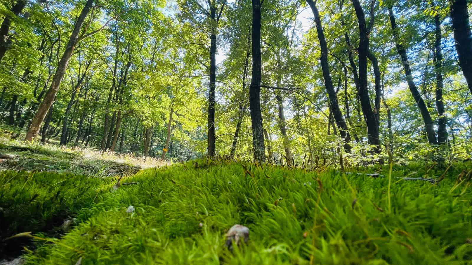 locuri faine din alba: cheile râmețului cu peisaje spectaculoase și
