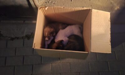 s au înmulțit cazurile de abandon de pui de căței în