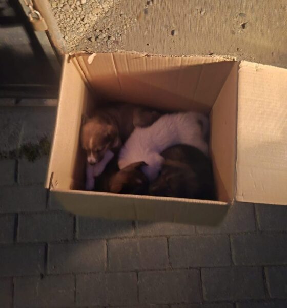 s au înmulțit cazurile de abandon de pui de căței în