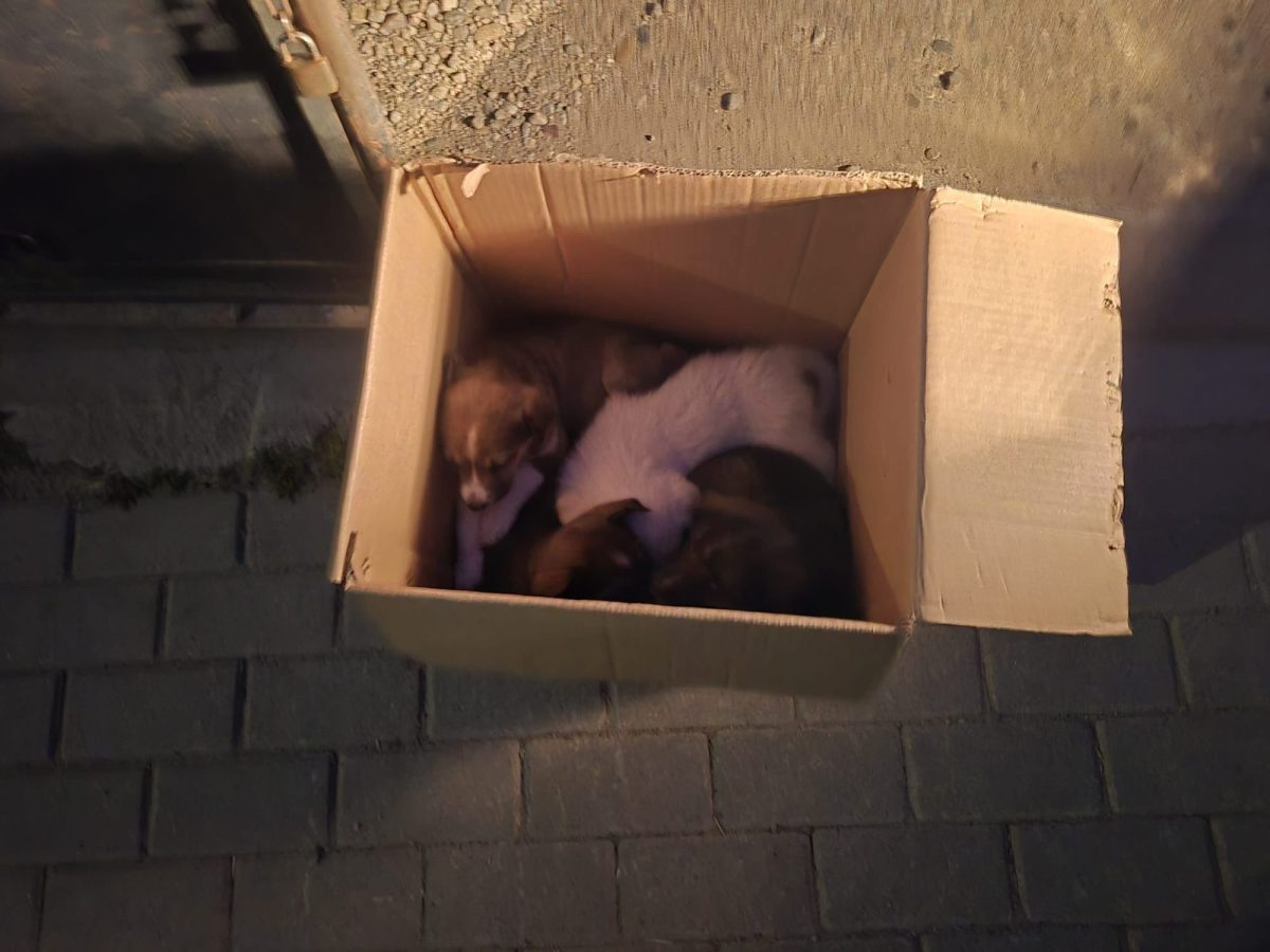 s au înmulțit cazurile de abandon de pui de căței în