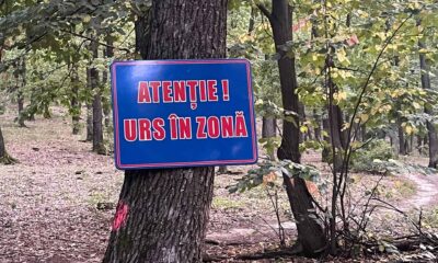 un urs a fost văzut la o fermă de animale