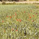 vremea de weekend în alba, 30 mai – 1 iunie.