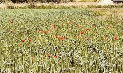 vremea de weekend în alba, 30 mai – 1 iunie.