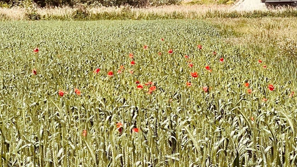 vremea de weekend în alba, 30 mai – 1 iunie.