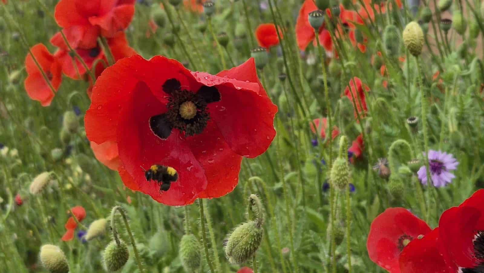 vremea până la mijlocul lunii iunie. cum începe vara anului