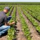 anm: procesele de dezvoltare ale culturilor de primăvară se vor