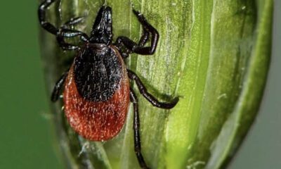 capusa e1606122076835.jpg
