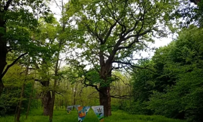 botoșani: locul de basm creat de Ștefan cel mare în