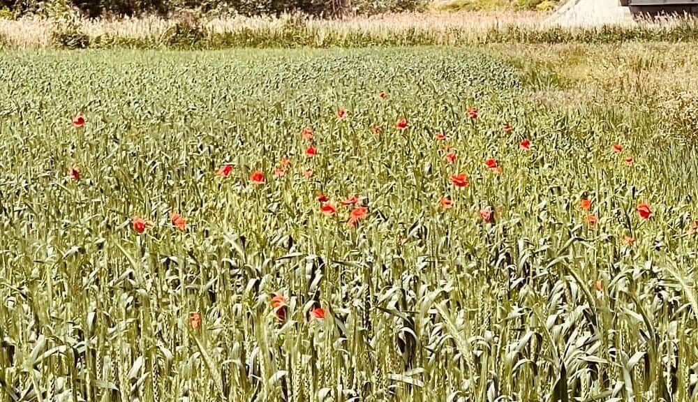 vremea în alba în săptămâna 16 – 22 iunie: prognoza