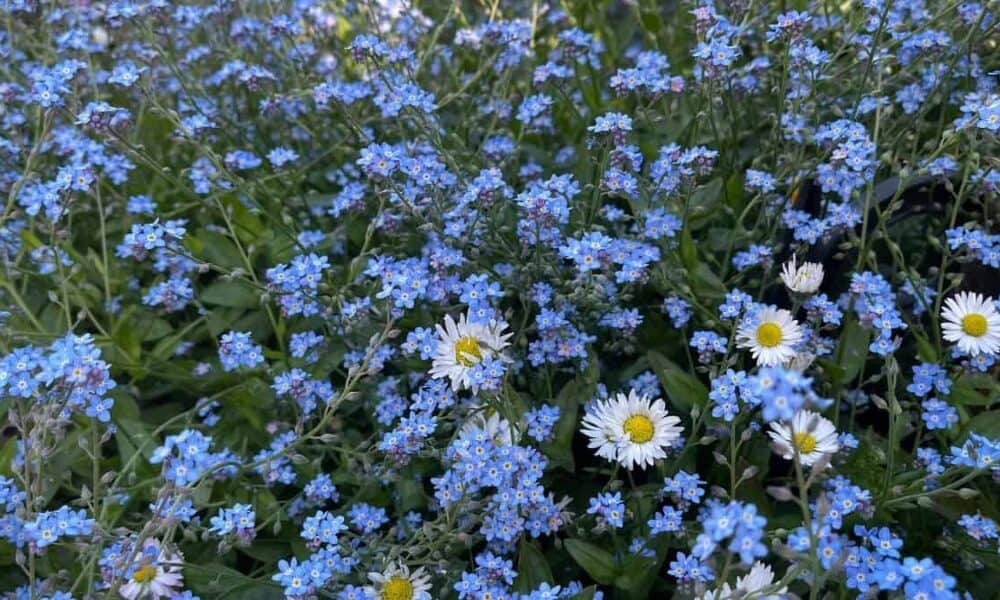 vremea în alba în săptămâna 9 – 15 iunie: se